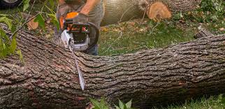 Best Hazardous Tree Removal  in Smithfield, VA