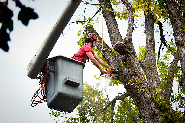 How Our Tree Care Process Works  in  Smithfield, VA